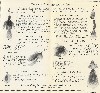 1927 Shakespeare Lure Catalog Showing Bass Bug Flies.