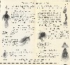 1927 Shakespeare Lure Catalog Showing Bass Bug Flies.