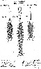 Chapman Patent for the Bird Cage Spring