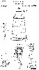 Chapman Patent for the Rotating Display Case