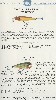 1931 Chreek Chub Lure Catalog Showing the Baby Pikie and the Plunker
