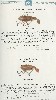1931 Chreek Chub Lure Catalog Showing the Crawdad and the baby Crawdad
