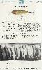 1931 Chreek Chub Lure Catalog Showing the Wiggler