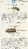 1931 Chreek Chub Lure Catalog Showing the New River Rustler and the Lucky Mouse