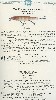 1931 Chreek Chub Lure Catalog Showing the Famous Pikie and Discussing the Snook Pikie