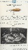 1931 Chreek Chub Lure Catalog Showing the Baby Injured Minnow