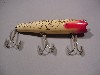 Creek Chub Darter