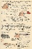 1934 Heddon Catalog showing the River Runt, Basser, Basser Jr., Musky Surface, Torpedo and Dowagiac Spooks