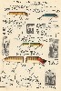1934 Heddon Lure Catalog showing the Wood Vamps, baby, Standard, Jointed and Musky lures.