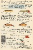 1934 Heddon Lure Catalog showing the Tad Polly, basser, Lucky 13, baby Crab, and Zig Wag