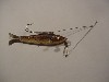 Antique Fishing Lure, Lane's Automatic Minnow