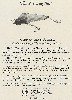 1925 Moonlight Bait Company Lure Catalog showing Zig Zag