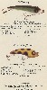 1925 Moonlight Bait Company Lure Catalog showing polly wog and Jr. Polly Wog