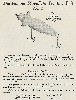 1925 Moonlight Bait Company Lure Catalog Showing Floating bait Series #1