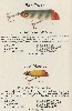 1925 Moonlight Bait Company Lure Catalog Showing Bass Eat Us and Trout Eat Us