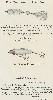 1925 Moonlight Bait Company Lure Catalog Showing Pearl Wobbler and Weedless Floating Bait