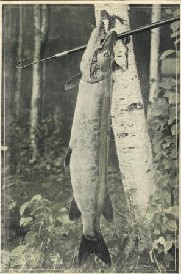 Rear Cover of 1931 Creek Chub Lure Catalog