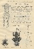 Reuben Woods Antique Fishing Tackle Catalog Showing the Harris Frog Lure, and Frog Gangs