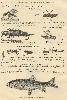Reuben Woods Antique Fishing Tackle Catalog Showing various Bug Lures